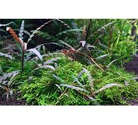 Tropica - Hygrophila pinnatifida in vitro