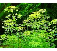 Tropica - Limnophila sessiliflora