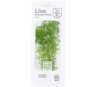 Tropica - Limnophila sessiliflora en mini pot