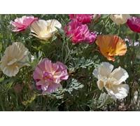 TROPICA Mélange de Fleurs Sauvages « Rainbow Poppy Flowers » - 300 Graines