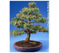 TROPICA - Mélèze d'Europe (Larix deocideus) - 75 graines- Bonsai