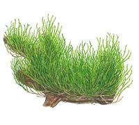 Tropica Mousse Flamme 1-2-grow - Taxiphyllum 'Flame' - in Vitro - Live Plante pour aquarium