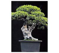 TROPICA - Orme de Chine (Ulmus chinensis) - 30 graines- Bonsai