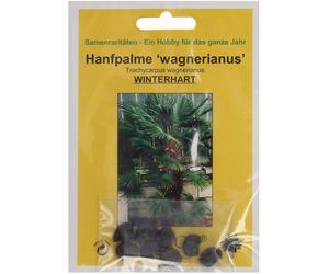 TROPICA Palmier Miniature de Chusan - 8 Graines