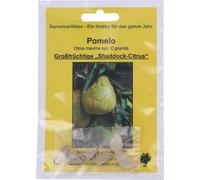 TROPICA Pamplemoussier - 6 Graines