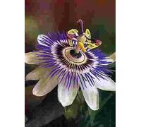 TROPICA Passiflore Bleue - 25 Graines