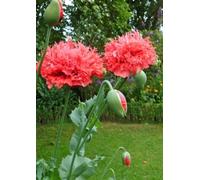 TROPICA Pavot Rouge Éclarlate - 100 Graines