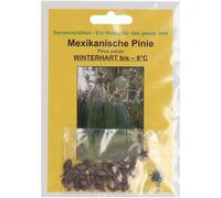 TROPICA Pin du Mexique - 40 Graines