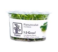 Tropica Plante Renoncule Inundatus 1·2·Grow en culture de tissu in Vitro Plante vivante pour aquarium sans danger pour les crevettes et sans escargots
