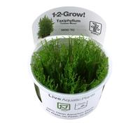 TROPICA Plants 1-2-GROW! TAXIPHYLLUM Taiwan Moss Aquarium Dolce AQUASCAPING