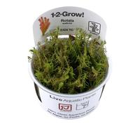 Tropica Rotala Wallichii 1-2 GROW! - Planté Plante D'aquarium