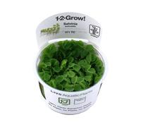 Tropica Salvinia auriculata 1-2-GROW!
