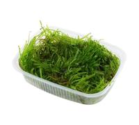 Tropica - Taxiphyllum Spiky Moss en portion
