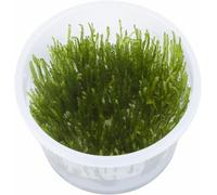 Tropica - Taxiphyllum Spiky Moss in vitro