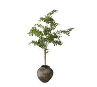 Tropical Bois d'Amandier Vert