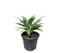 Tropictrees - Agave Attenuata - 50 cm - Schwanenhals Agave - Sukkulente