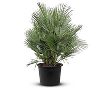 Tropictrees Chamaerops Humilis | palmier nain Resistant au froid | Hauteur 140/160cm Petite taille | protection de balcon |