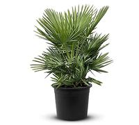 Tropictrees Chamaerops Humilis | palmier nain Resistant au froid | Hauteur 80cm Petite taille | protection de balcon |