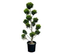 Tropictrees Cupressocyparis Leylandii - Pon Pon Pon 155 cm - Cyprès sphérique - Cyprès - Plante ornementale - Plante de jardin - Pervenche - Leylandii - Résistant au froid - Attire tous les regards
