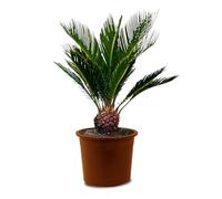 Tropictrees - Cycas Revoluta - Plante à feuillage persistant - Fougère palmiste - Fougère sagou - Plantes d'intérieur - Fougère palmiste japonaise - hauteur 80cm - hauteur de tige 5/10cm