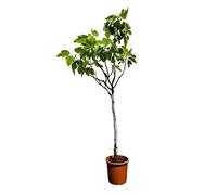Tropictrees Ficus Carica - Figuier - Véritable arbre fruitier - Hauteur : 150 cm - Résistant au gel - Pour l'intérieur et l'extérieur - Fruits gros et délicieux - Parfait pour tous les jardins