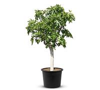 Tropictrees Figuier | Hauteur de 240 cm | Tour de tronc de 30 cm | Pour la fabrication de jus et comme ingrédient pour les plats savoureux | Figuier résistant à l'hiver aux fruits comestibles