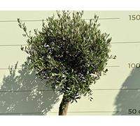 Tropictrees OLEA EUROPEA Boule d'olivier avec tronc lisse, piège de tronc 20-30 cm