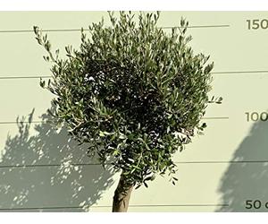 Tropictrees OLEA EUROPEA Boule d'olivier avec tronc lisse, piège de tronc 20-30 cm