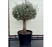 Tropictrees OLEA EUROPEA Boule d'olivier sur tronc de 150 cm - Collecteur de tronc de 35/50 cm