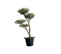 Tropictrees Olea Europea Pon-Pon olivier - Qualité A+ - Tour de tronc : 20 à 25 cm - Arbre méditerranéen pour jardin et terrasse - Vert persistant - Résistant au gel et facile d'entretien