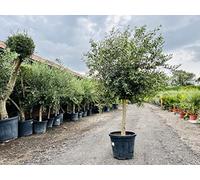 Tropictrees Olivier : hauteur 170-190 cm, circonférence du tronc 20-40 cm, environ 35 ans, olive, olea europea