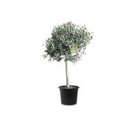 Tropictrees Olivier Naturel, Véritable Olivier Arbre avec un Tronc de 100 cm de Hauteur, 6-8 cm de Circonférence, Plante Exterieur Jardin et Arbre Fruitier pour la Décoration