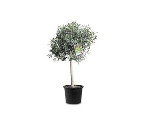 Tropictrees Olivier Naturel, Véritable Olivier Arbre avec un Tronc de 100 cm de Hauteur, 6-8 cm de Circonférence, Plante Exterieur Jardin et Arbre Fruitier pour la Décoration