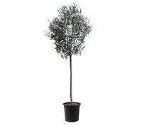 Tropictrees Olivier Naturel, Véritable Olivier Arbre avec Un Tronc de 160 cm de Hauteur, 6-8 cm de Circonférence, Plante Exterieur Jardin et Arbre Fruitier pour la Décoration