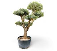 Tropictrees Olivier Pon Pon, 240 cm de haut, circonférence du tronc 60-80 cm, bonsaï Olea Europea Olive, décoration pour votre jardin