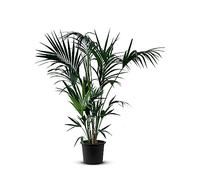 Tropictrees Palmier Kentia | 160cm de hauteur | Palmier à chaume | Palmier exterieur d'air Kentia vert vibrant ombragé | Plantes d'intérieur décorative méditerranéenne durable