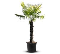 Tropictrees Trachycarpus Fortunei palmier à chanvre avec une hauteur de tige de 100-120 cm | Hauteur 220 cm | feuilles vertes | Paume pour l'intérieur et l'extérieur