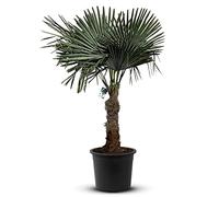 Tropictrees Trachycarpus Fortunei palmier à chanvre avec une hauteur de tronc de 60-80 cm | Hauteur 170cm | feuilles vertes | Paume pour l'intérieur et l'extérieur