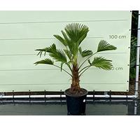 Tropictrees Trachycarpus Wagnerus - Hauteur de la tige : 30-35 cm - Palmier - Palmier - A +
