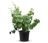 Tropictrees Vigne - Vitis Vinifera | vieille vigne noueuse d'une hauteur de 120 cm et d'une circonférence de tronc de 25-35 cm | pot de 33 cm de diamètre inclus