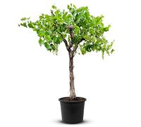 Tropictrees Vigne - Vitis Vinifera | Vigne demi-tige Moscatel d'une hauteur de 200 cm et d'une circonférence de 20-30 cm | pot de 45 cm de diamètre inclus