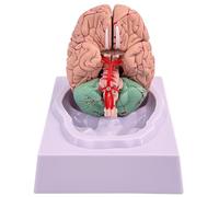 Trrymbbe Modèle de Cerveau Human Human Brain 8-Parties Modèle avec 32 identificateurs numériques Anatomie Humaine Grandeur