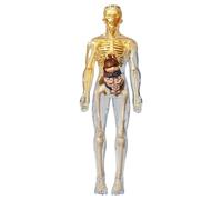 Trrymbbe Modèle du Corps Humain pour Les Enfants, modèle d'anatomie Humaine réaliste, Corps détachable de Bricolage, Anatomie éducative pour Les Cadeaux pour Enfants, Style 1 pour