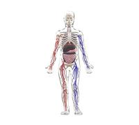 TTETTZ Modèle de Corps Humain pour Enfants Modèle D'anatomie Des Organes pour Les élèves D'âge Préscolaire de 8 Ans et Plus