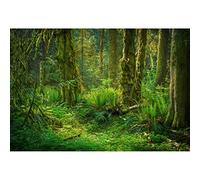 Ttincceer Jungle Toile de Fond 150x120cm forêt Tropicale Humide forêt Arbres Anciens Photographie Fond Printemps été Bois Paysage Naturel Photographie Toile de Fond photomaton Accessoire