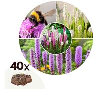 Tubercules de liatris spicata - 40