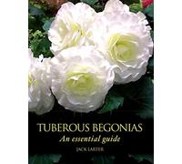 Tuberous Begonias: An Essential Guide