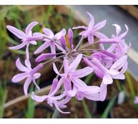 Tulbaghia violacea/Ail violet d’Afrique du sud/Conteneur de 2 à 2.9 litres/Vivace