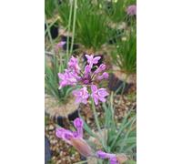 Tulbaghia violacea 'Lila' / Ail violet d’Afrique du sud/Conteneur de 3 à 4 litres/Vivace