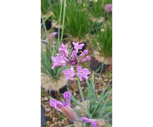 Tulbaghia violacea 'Lila' / Ail violet d’Afrique du sud/Conteneur de 3 à 4 litres/Vivace